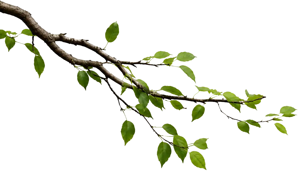 Tree leaves up close