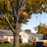 Tree care crew safely rigging and removing a large maple tree branch in a suburban Greece, NY front yard with a chipper truck parked nearby.