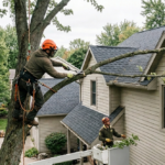 Professional arborists pruning an overhanging tree limb away from a residential roof and vinyl siding using bucket lift and safety ropes in Greece, NY.