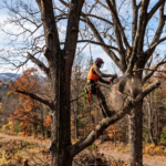 Professional arborist in safety gear pruning a large deciduous tree with a chainsaw on a late autumn afternoon in rural Upstate New York.